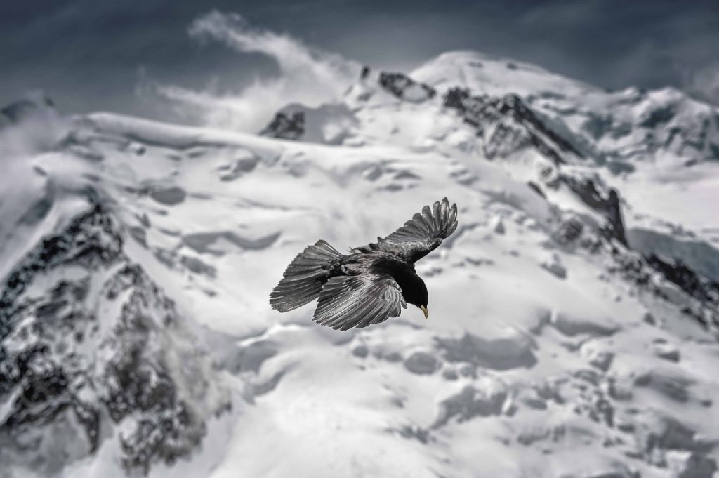 ©Pascal Pellet-Doyen